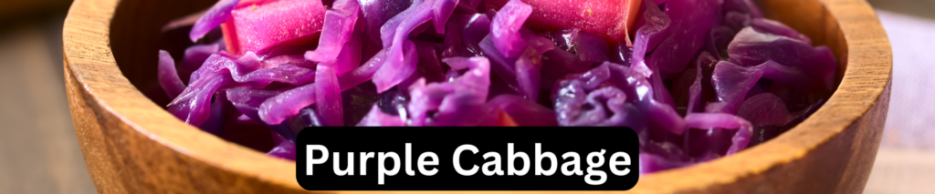 Purple cabbage